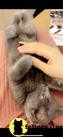kisscats90 Picture 1